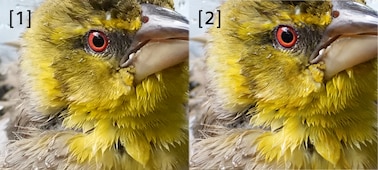 Esimerkkikuvia linnusta, kuvissa verrataan alkuperäistä RAW-kuvaa ja Extended Hi-Res -kuvaa.